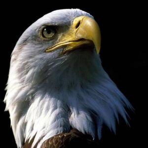 Meet your Posher, Shane